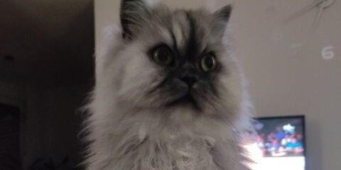 128630271_170803024786644_3662424480784285740_o